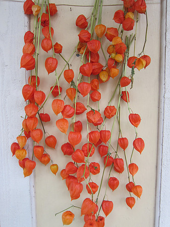 Chinese lantern plants